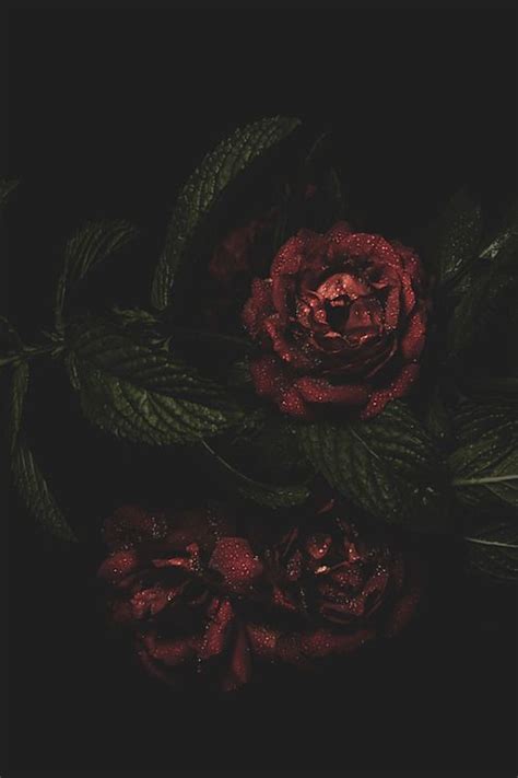 dark romance wallpaper|dark romance aesthetic wallpaper.